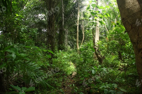 Preview: Beautiful shot of a jungle in Sierra Leone, West Africa.