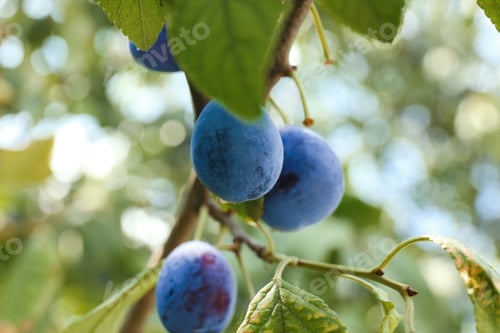 Preview: Ripe plums growing on tree in garden, closeup