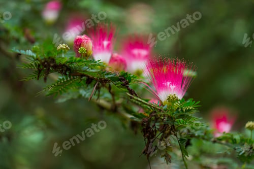 Preview: a branch with pink flowers near a tree in the woods