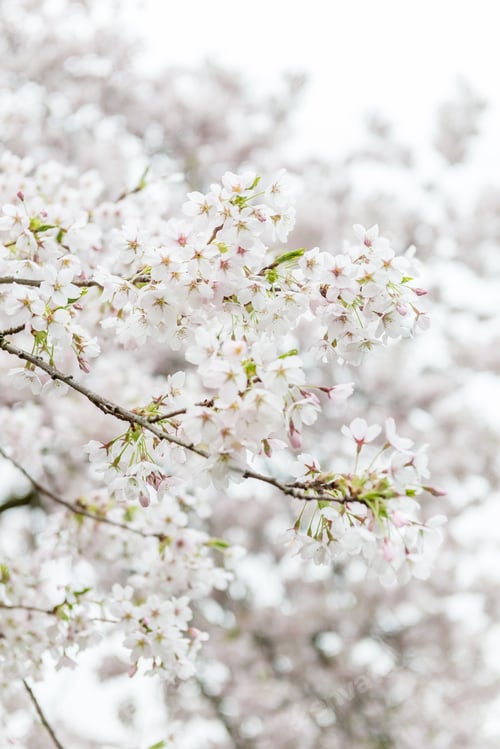 Preview: White Blossom Cherry Tree during Spring Season