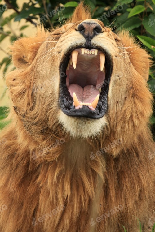 Preview: Male Lion - Kenya