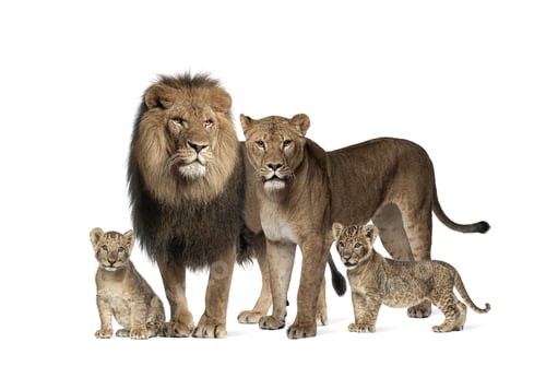 Preview: Family of lion, adult and cub, isolated. Wild cat