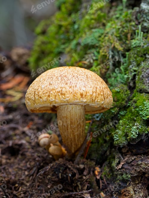 Preview: Macro photo of a Gymnopilus on forest floor.