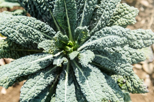 Preview: Cavolo Nero
