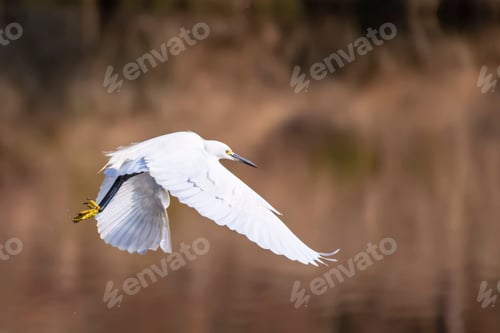 Preview: Great egret with outstretched wings soaring through the sky above a tranquil body of water
