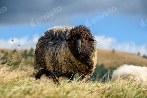 Preview: Mountain sheep grazing on pasture in autumn
