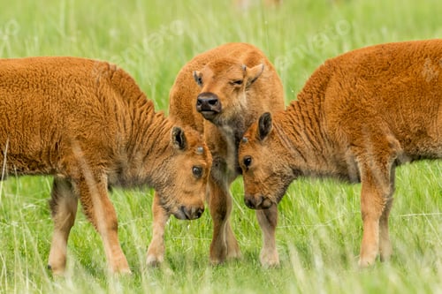 Preview: Three bison calves in field.