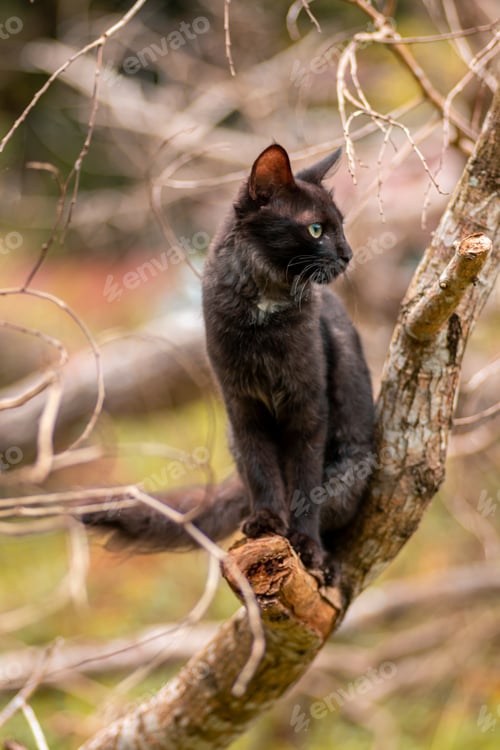 Preview: Sitting on a branch and staring at the side as cat poses, eyes focus and ears up