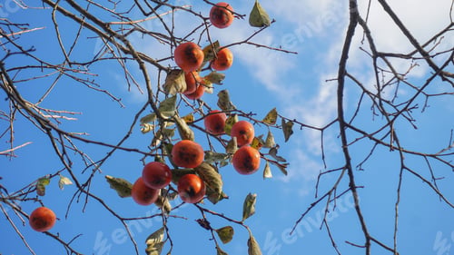 Preview: Persimmon on the tree
