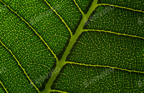 Preview: Background of the green leaf pattern