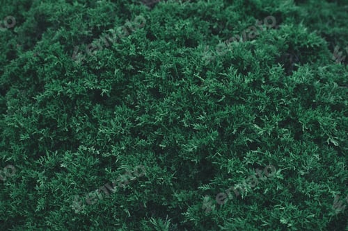 Preview: full frame shot of green fir bush for background