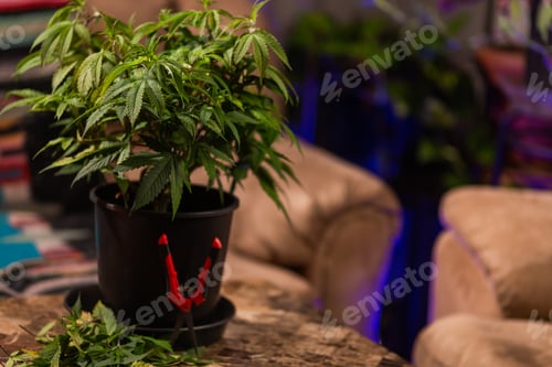 Preview: Cannabis branch growing in a pot.