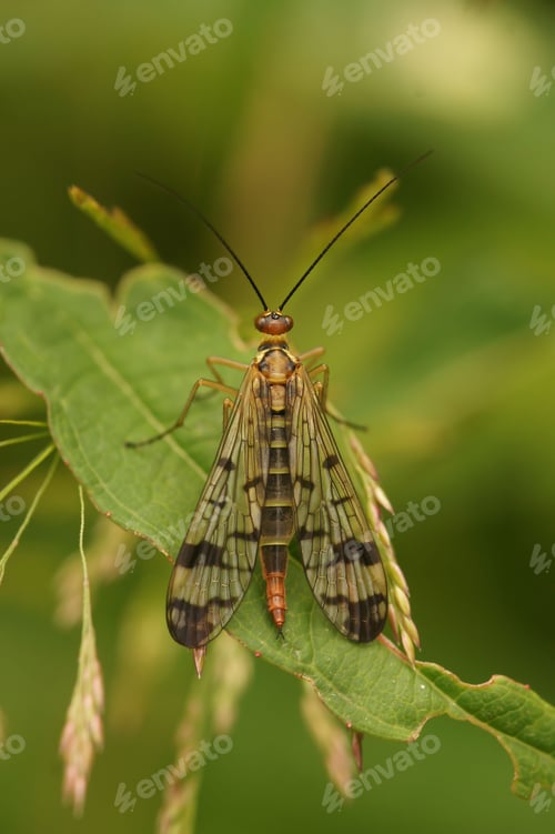 Preview: Vertical closeup on one of the European scorpionflies, Panorpa cognata, sitting on a green leaf