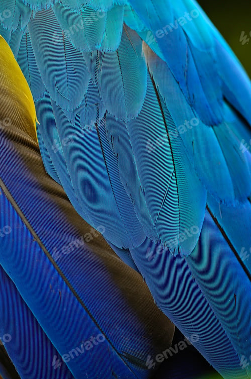 Preview: feather