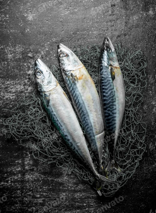 Preview: Fresh raw mackerel with fishing net.