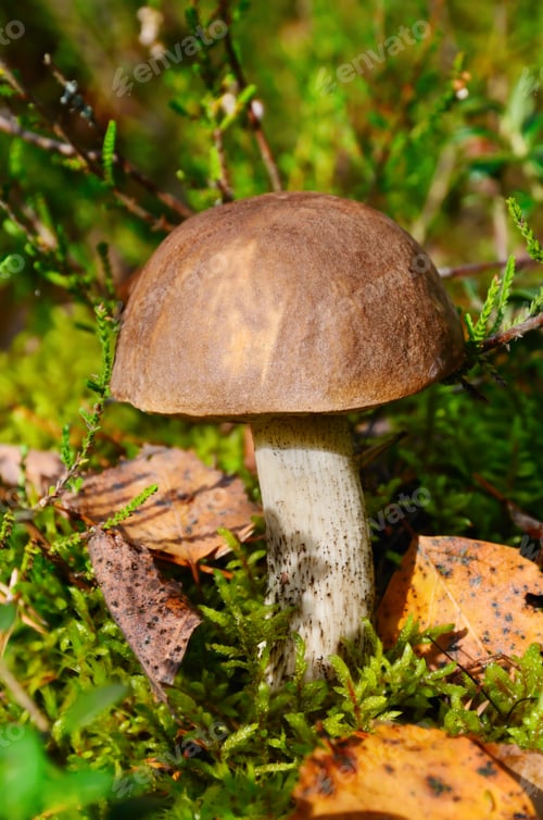 Preview: Brown cup mushroom