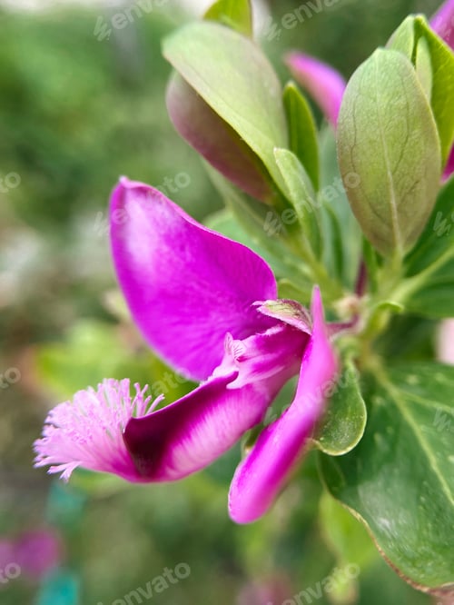 Preview: Violet flower,close up