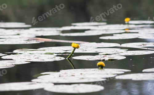 Preview: yellow water lilies in a lake