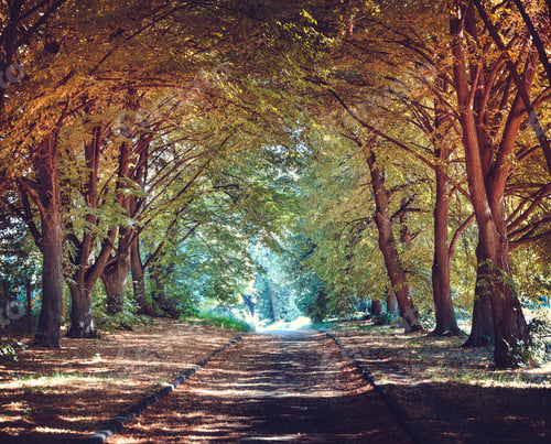 Preview: Alley in a park. September day