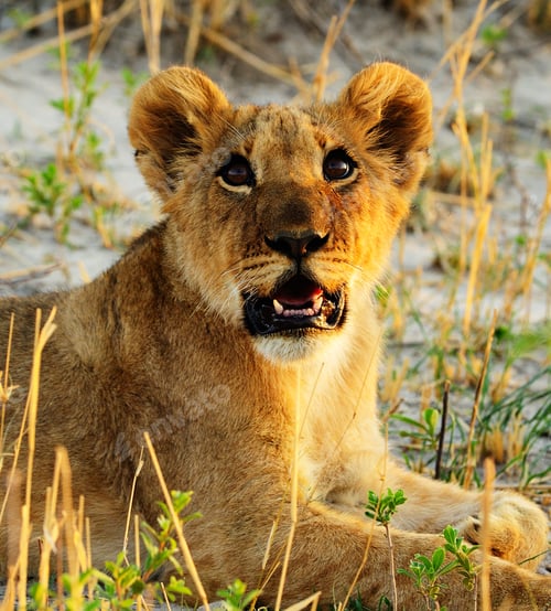 Preview: A Best wildlife sanctuary in the world