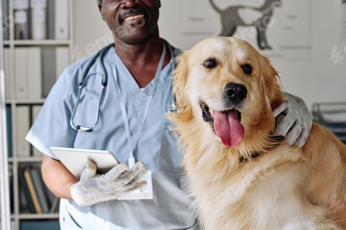 Preview: Veterinarian with domestic dog at clinic