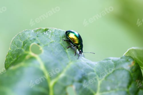 Preview: Mint leaf beetle, Chrysolina herbacea