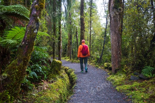 Preview: New Zealand forest