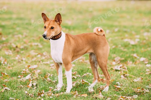 Preview: Basenji dog on grass outdoor. The Basenji is a breed of hunting
