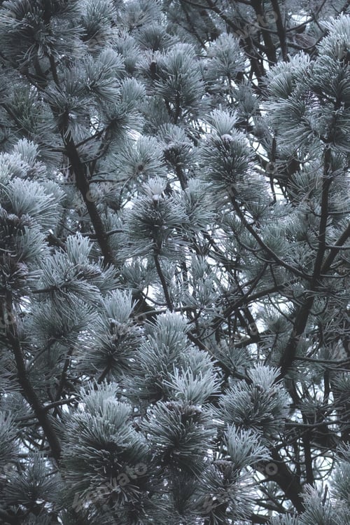 Preview: a tall bird sitting on top of a tree covered in snow