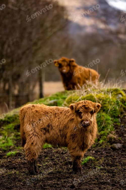 Preview: Vertical shot of a Highland Cow "Coo" with calf in the Schottish Highlands UK