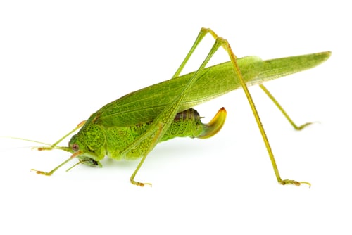 Vorschau: Große grüne Heuschrecke (Tettigonia viridissima)