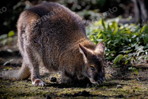 Preview: Kangaroo in a lush green meadow on a sunny day