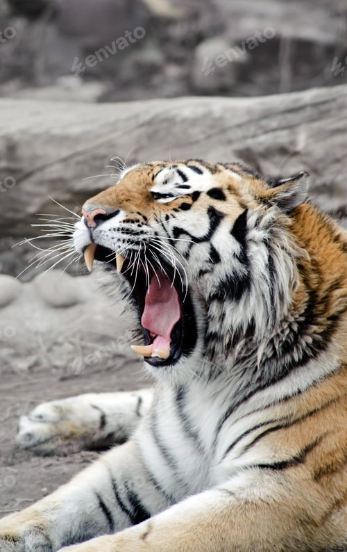 Preview: Siberian tiger