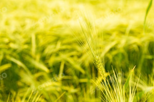 Preview: Green wheat
