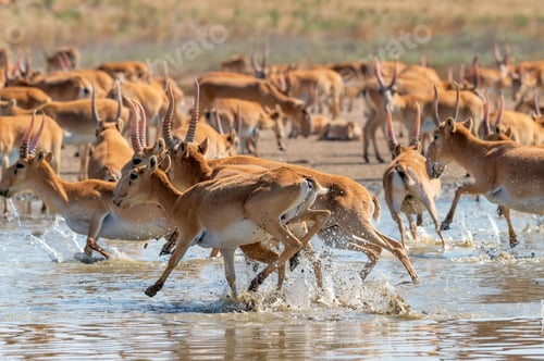 Preview: A herd of saigas gallops at a watering place