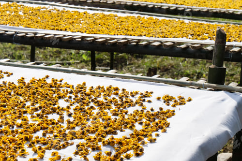 Preview: dried chrysanthemum flowers used for making herbal tea