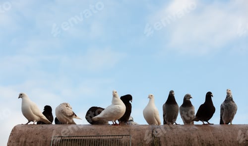 Preview: group of carrier pigeons on the roof