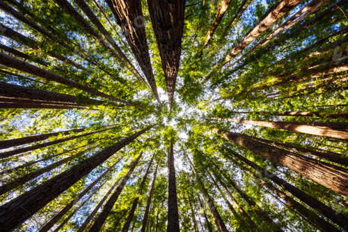 Preview: Cement Creek Redwood Forest in Australia