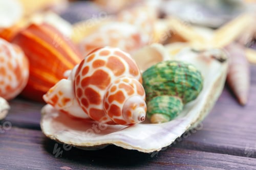 Preview: Different sea shells on color wooden background