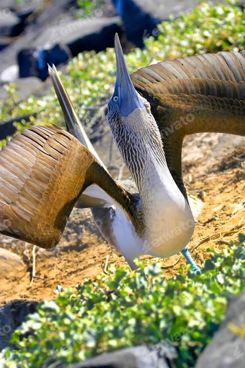 Preview: Blue-footed Booby, Galapagos National Park, Ecuador