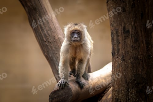 Preview: Young Wedge-capped Capuchin monkey (Cebus olivaceus)