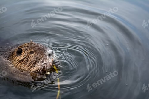 Preview: eurasian beaver