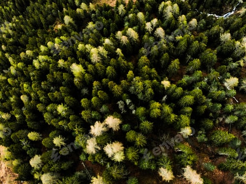 Preview: Aerial view of a pine forest