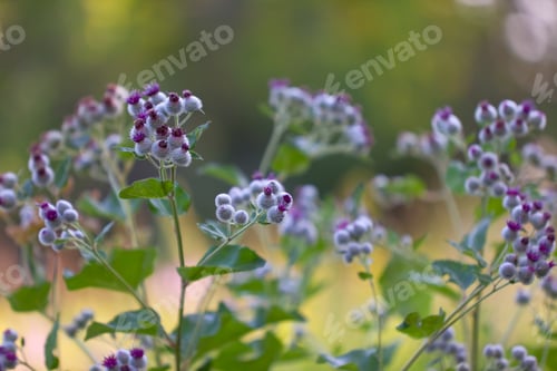 Preview: Bur Plant