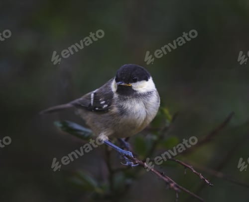 Preview: Close-up shot of a coal tit perched on a branch with a dark blurred background.