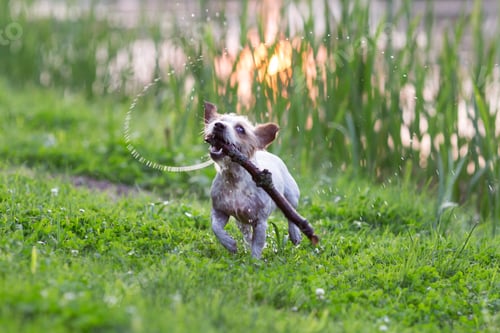 Preview: Wet and playful Jack Russel Terrier