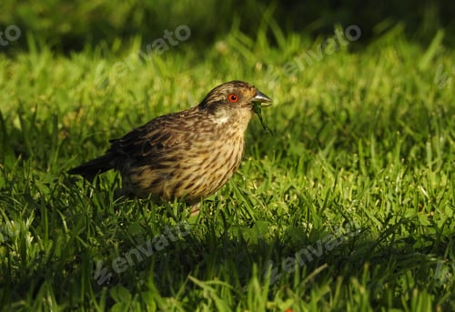 Preview: Having breakfast in the grass