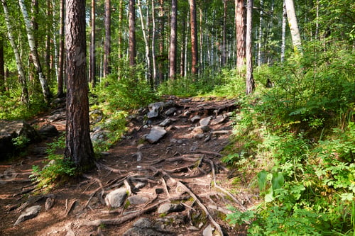Preview: Beautiful forest landscape. The roots of trees that protrude above the surface of the earth