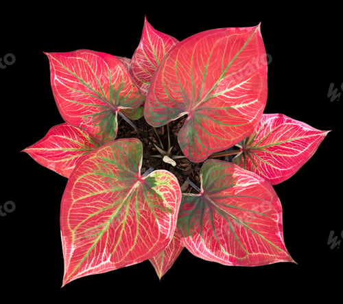 Preview: Beautiful colorful caladium on Black background isolate with clipping path. Queen