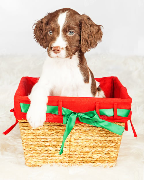 Preview: Brown and White Puppy in Wicker Basket